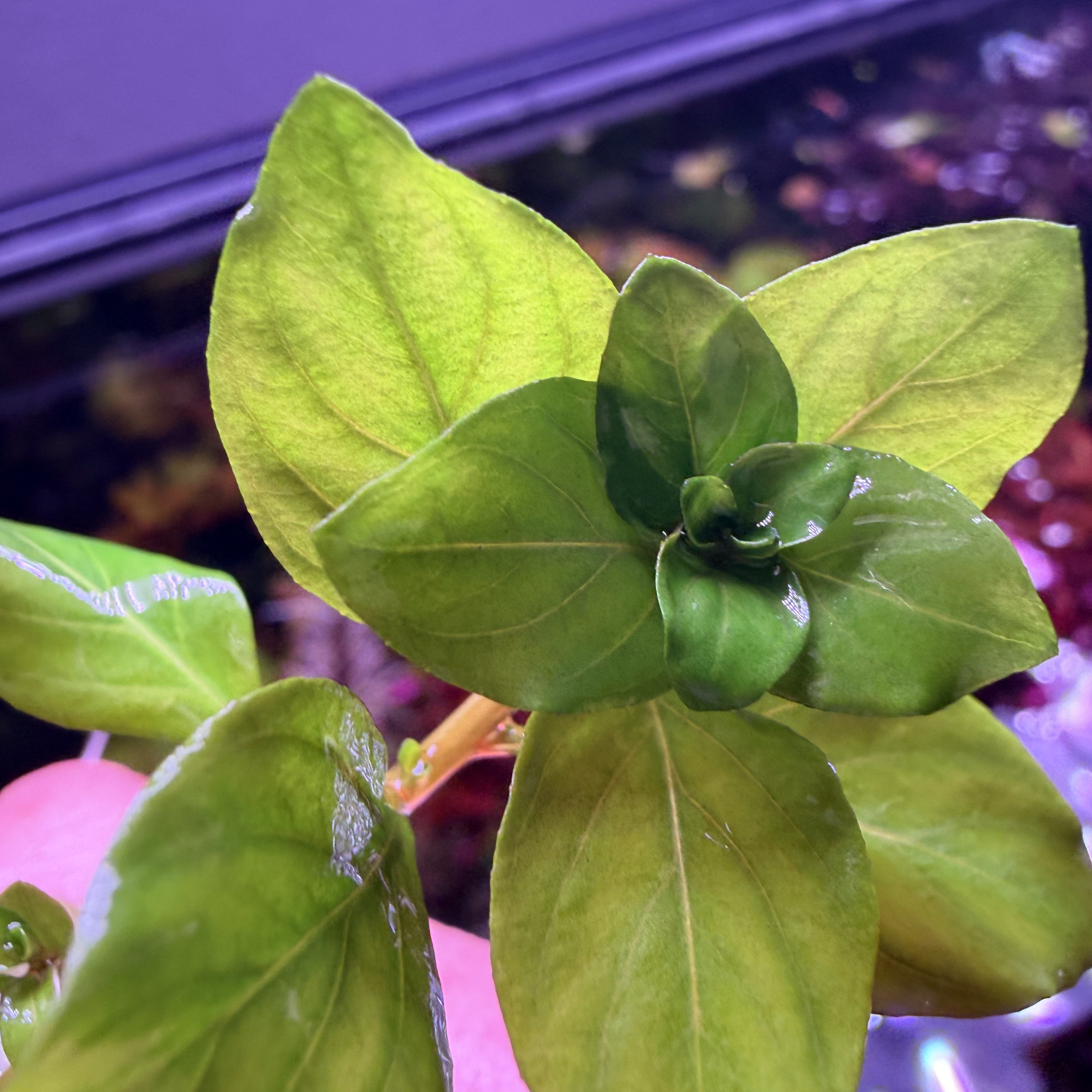 Ludwigia Collection