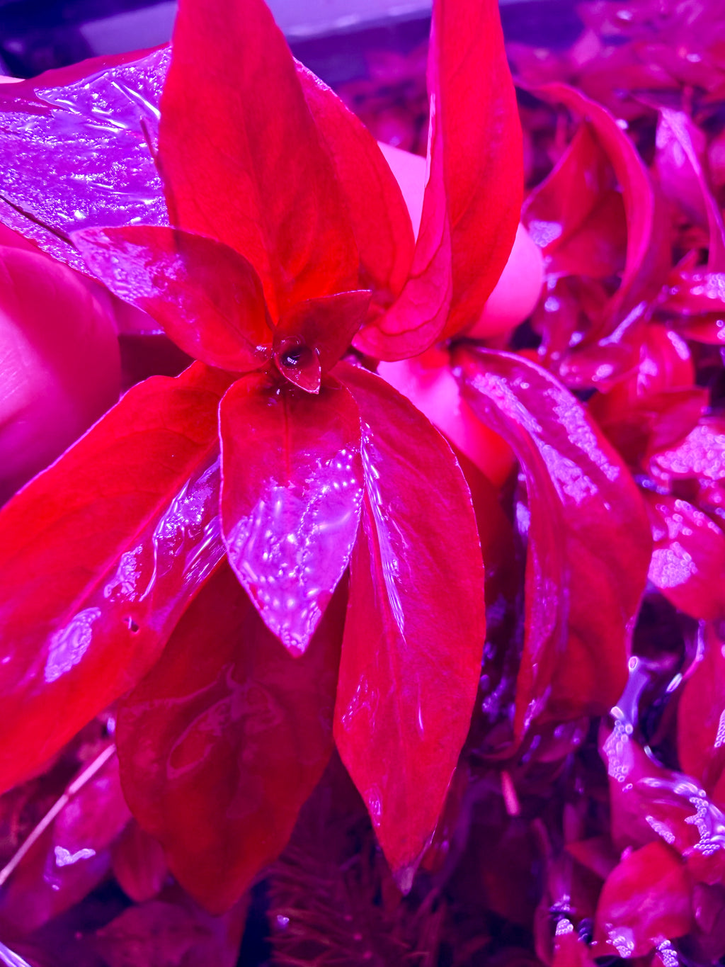 Ludwigia Red Rubin