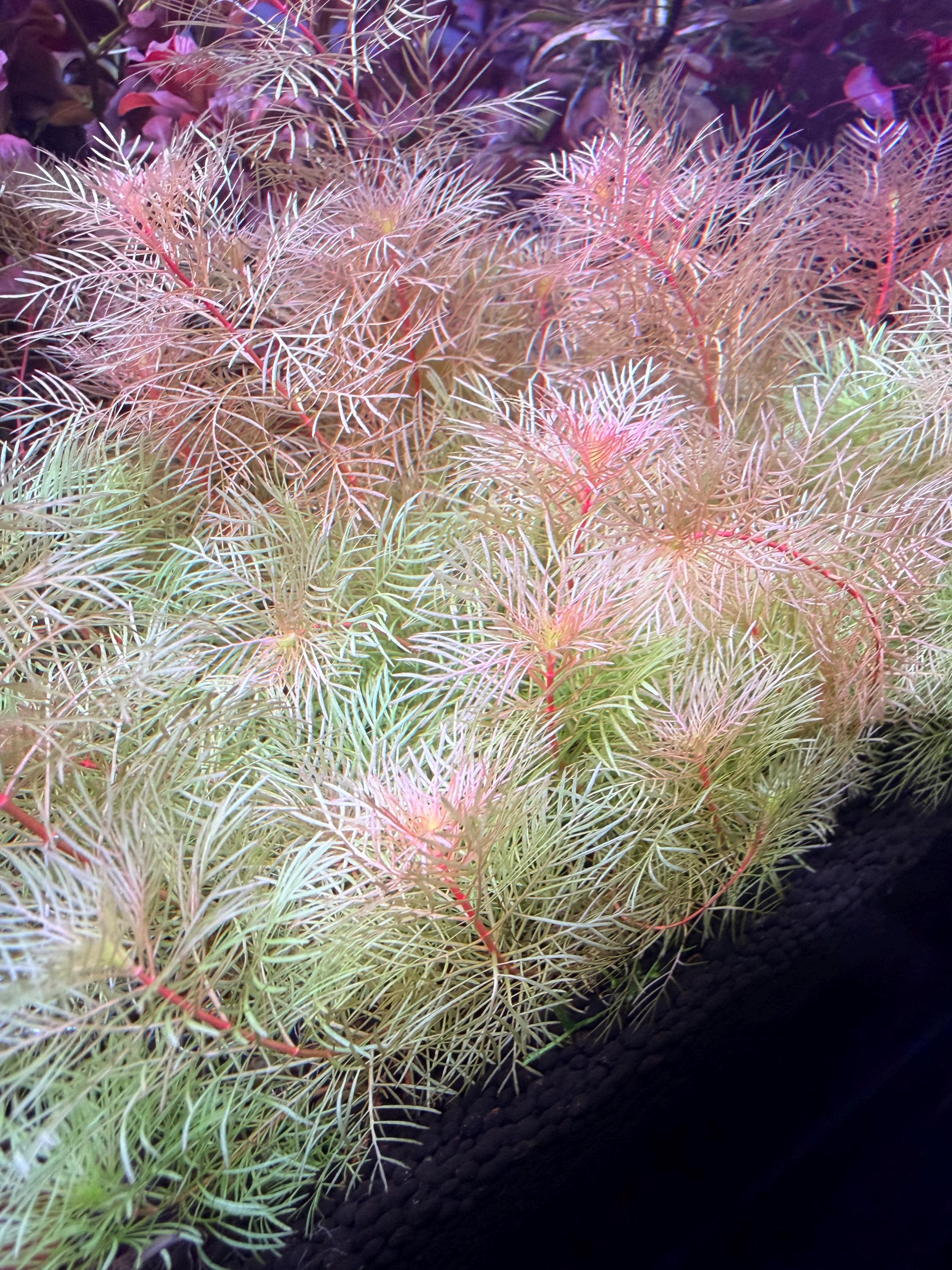 Myriophyllum mattogrossense 'Golden' rare 4 freshwater stems