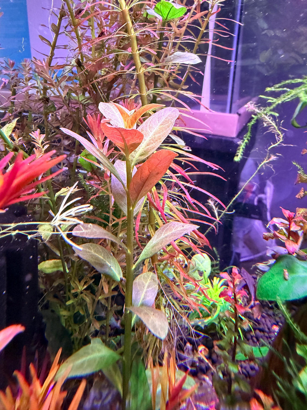 Ludwigia ‘Lancelota’