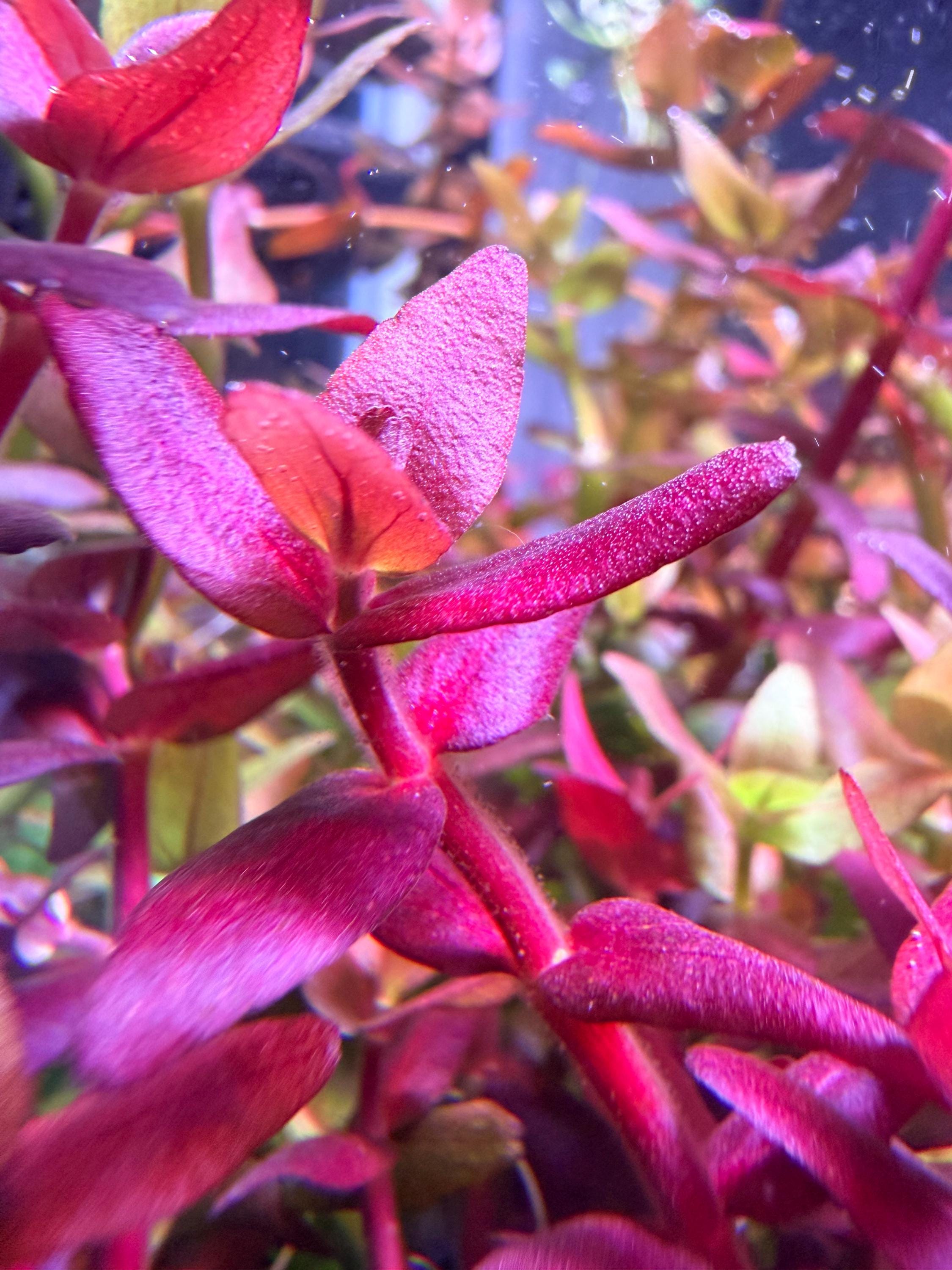 Bacopa Salzmannii Purple SV rare (SV-Singapore Varient) 4 stem pack