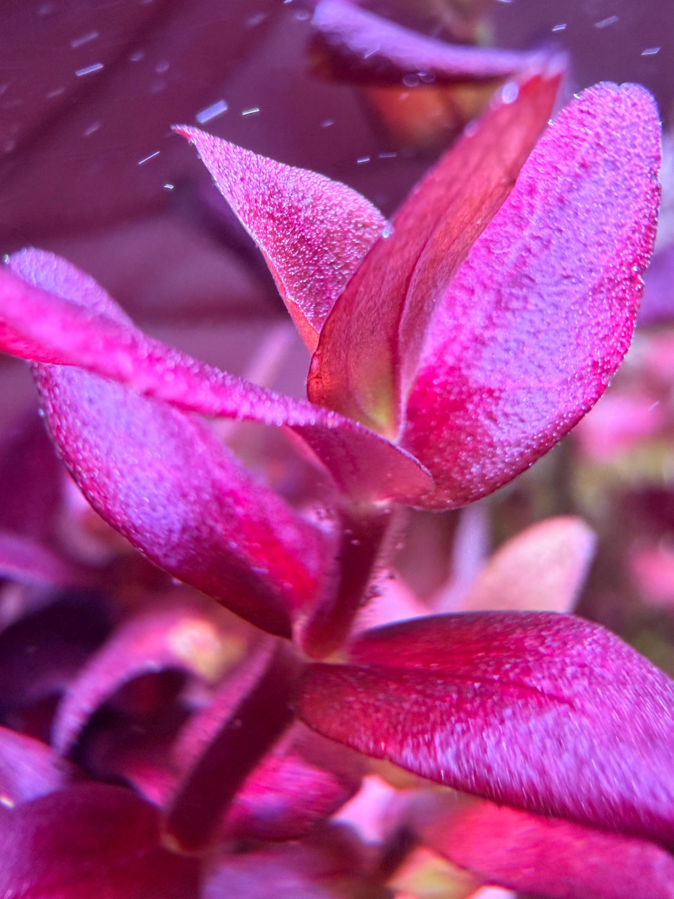 Bacopa Salzmannii Purple SV rare (SV-Singapore Varient) 4 stem pack