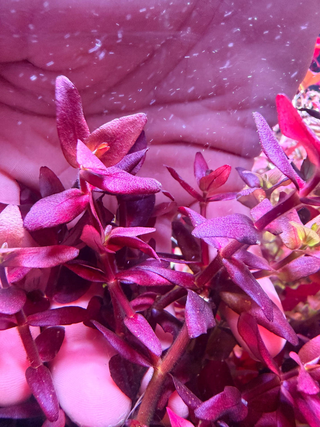 Bacopa Salzmannii Purple SV rare (SV-Singapore Varient) 4 stem pack