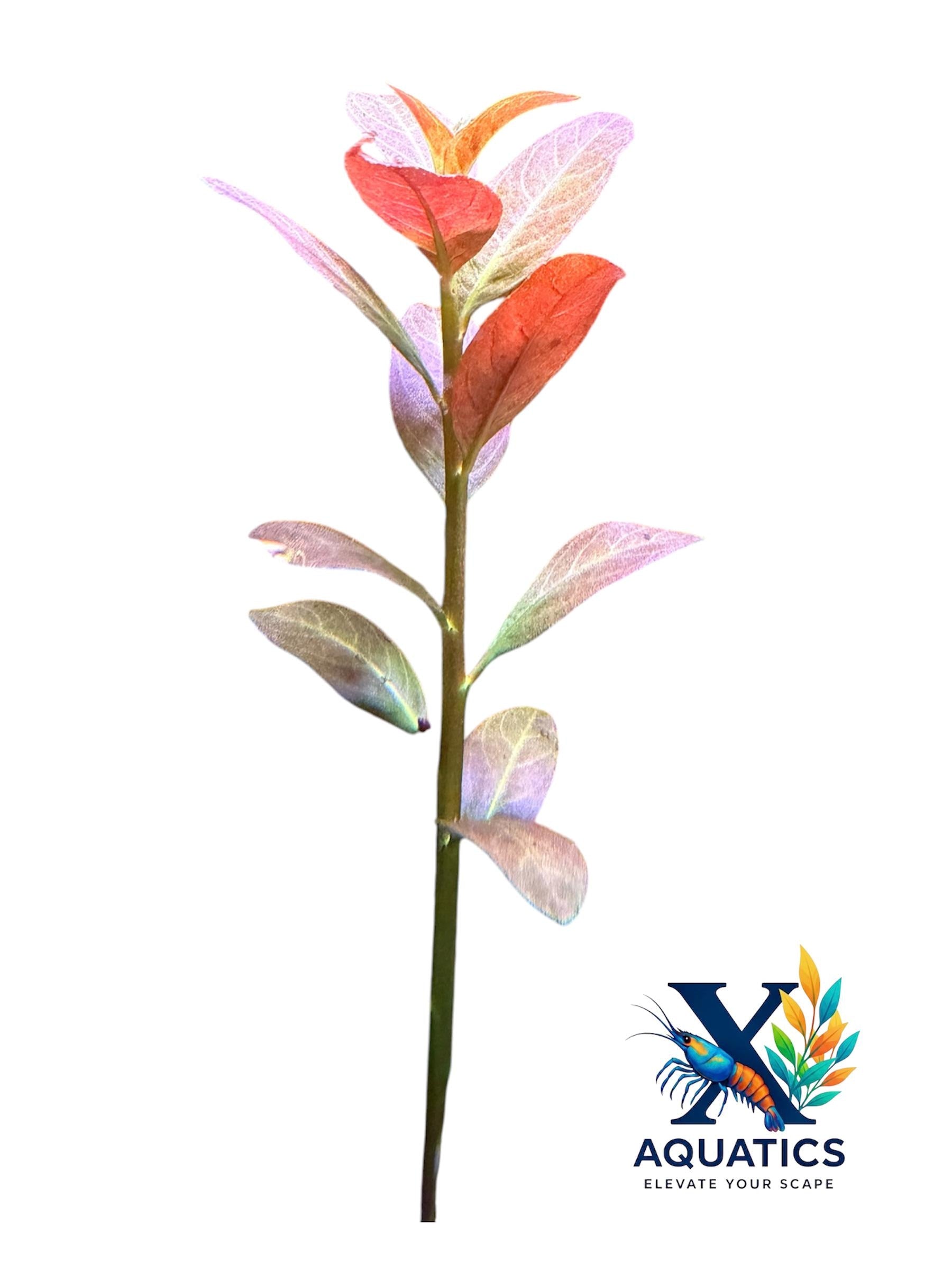 Ludwigia ‘Lancelota’