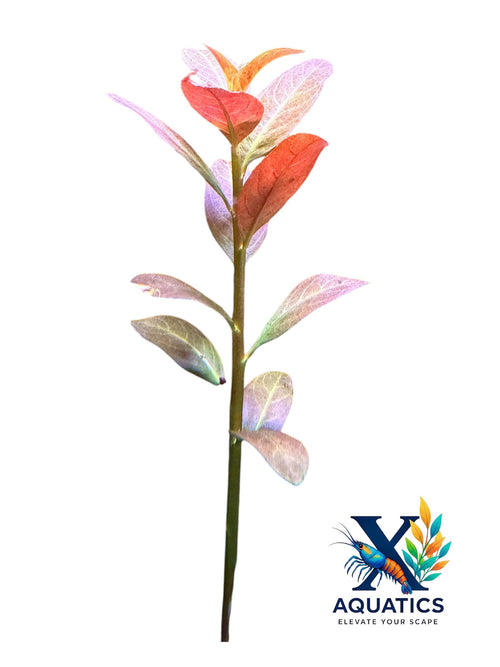 Ludwigia ‘Lancelota’