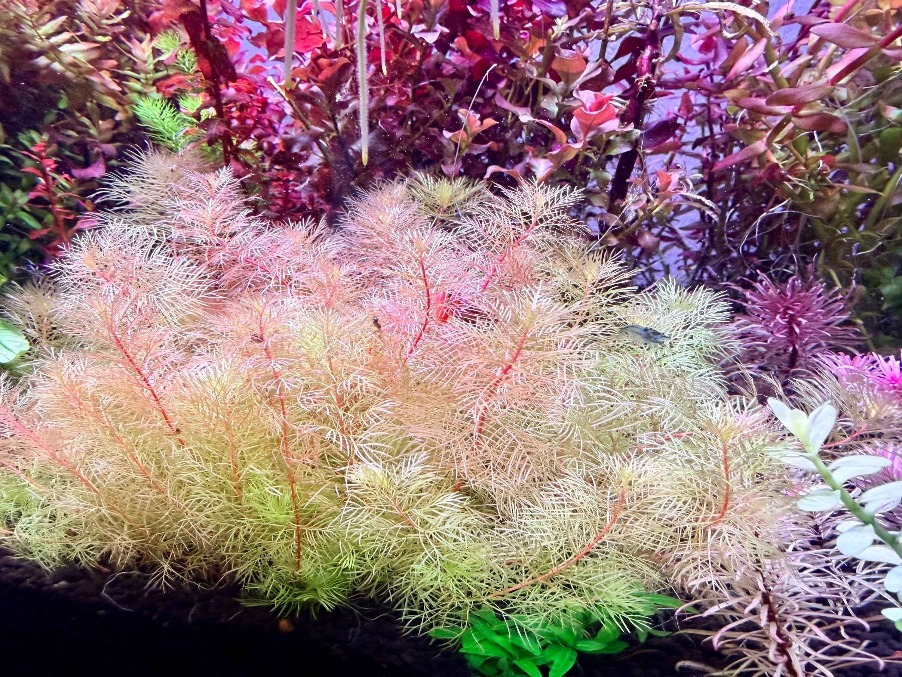 Myriophyllum mattogrossense 'Golden' rare 4 freshwater stems