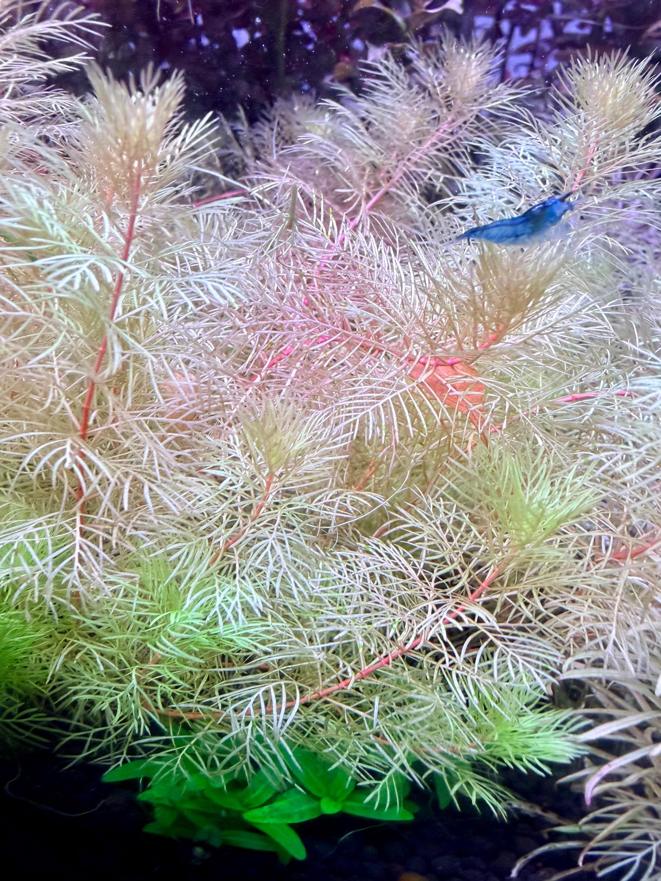 Myriophyllum mattogrossense 'Golden' rare 4 freshwater stems