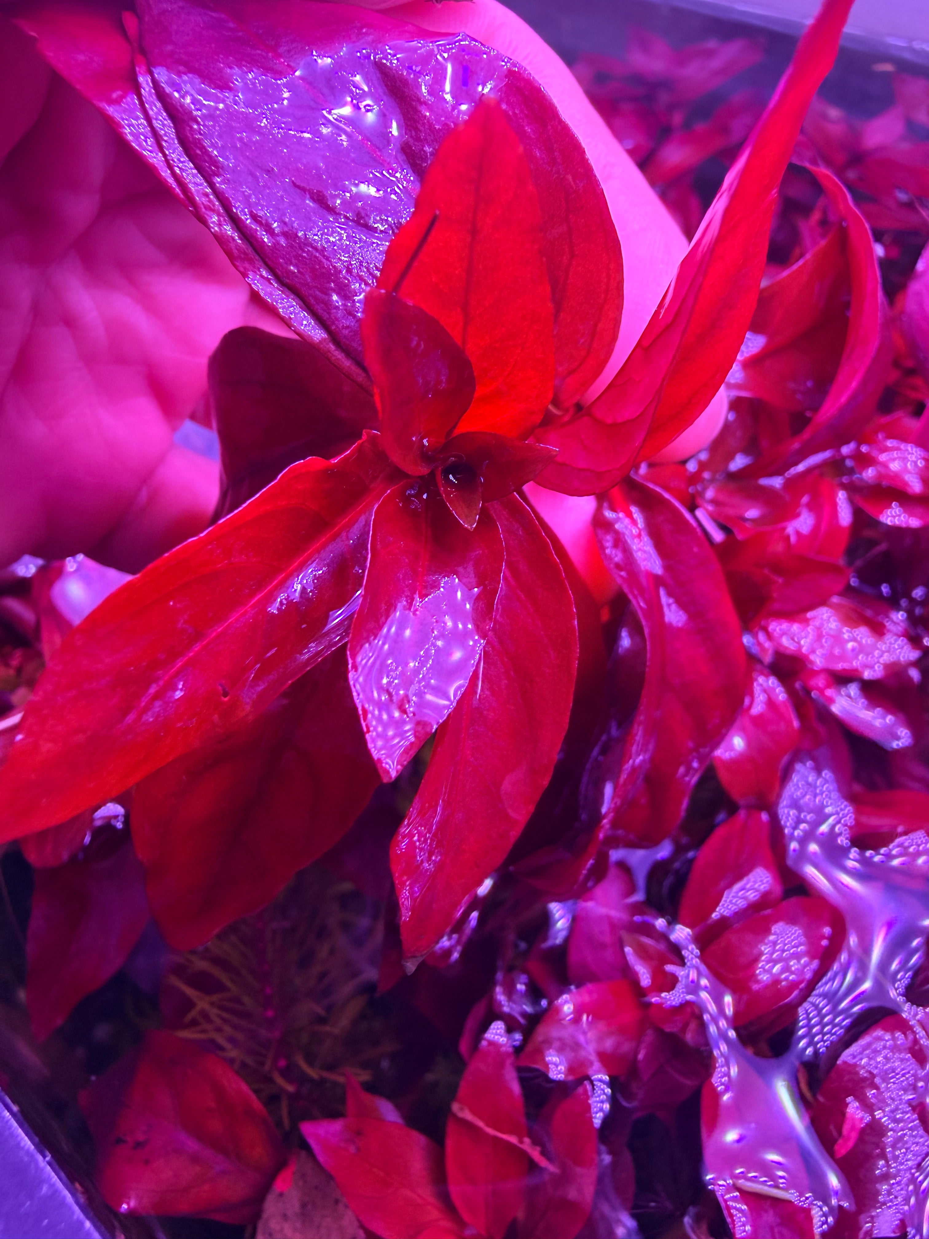 Ludwigia Red Rubin