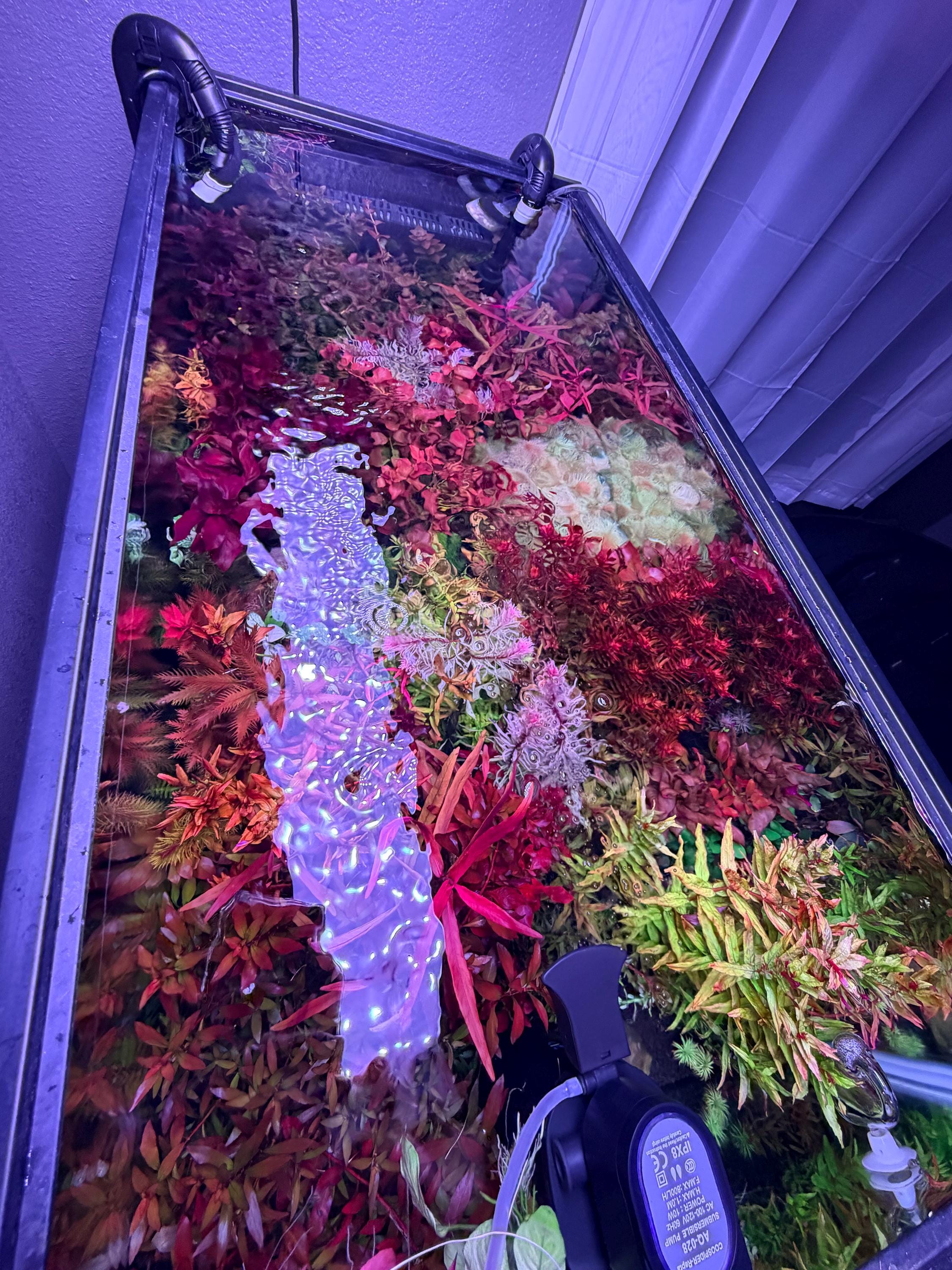 Bacopa Salzmannii Purple SV rare (SV-Singapore Varient) 4 stem pack