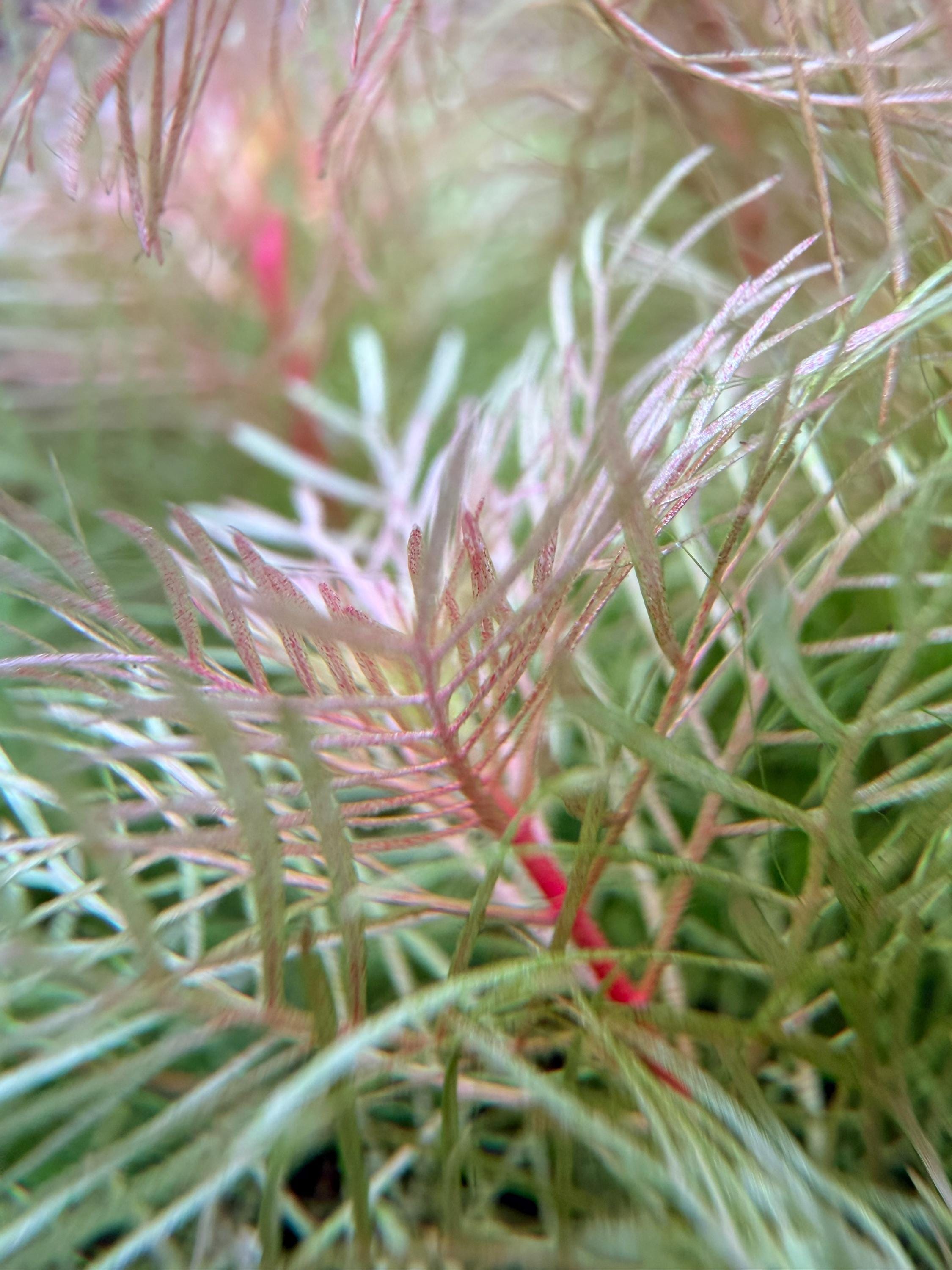 Myriophyllum mattogrossense 'Golden' rare 4 freshwater stems