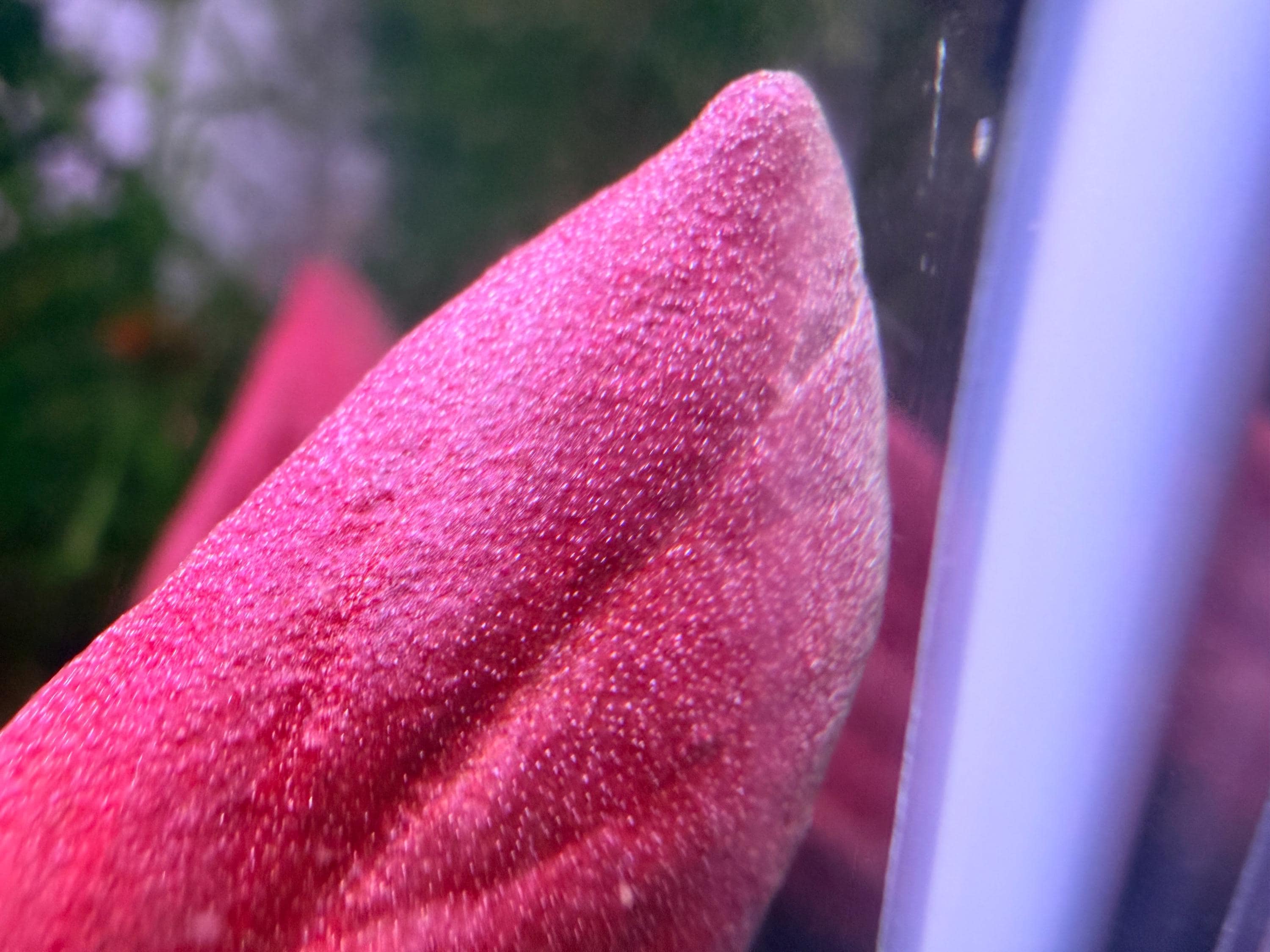 Samolus Parviflorus Red