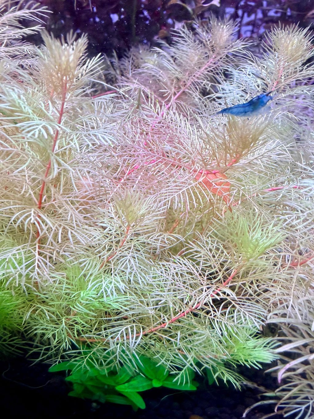 Myriophyllum mattogrossense 'Golden' rare 4 freshwater stems
