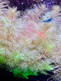 Myriophyllum mattogrossense 'Golden' rare 4 freshwater stems