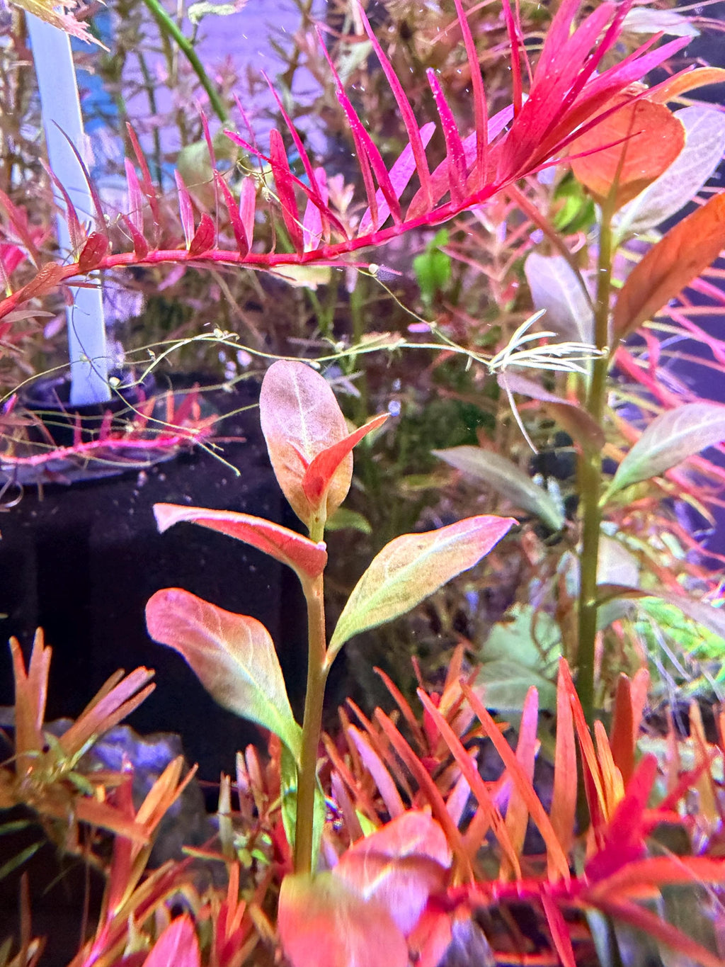 Ludwigia ‘Lancelota’