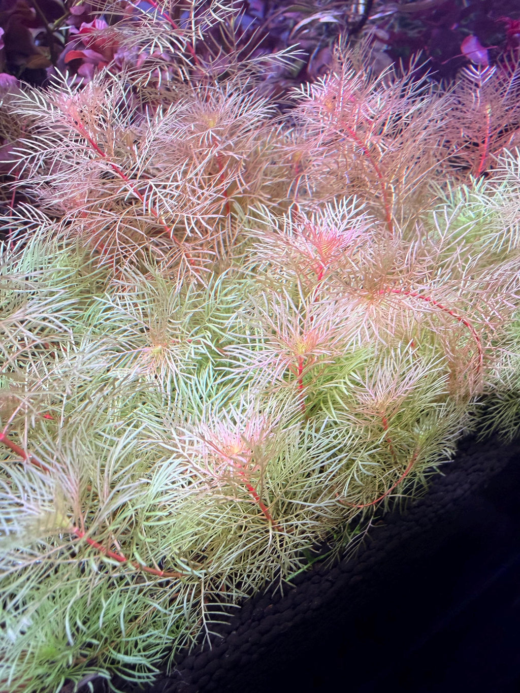 Myriophyllum mattogrossense 'Golden' rare 4 freshwater stems
