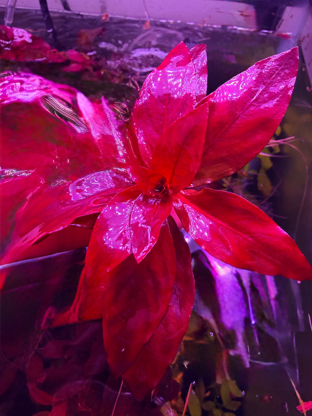 Ludwigia Red Rubin
