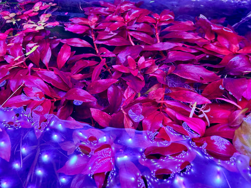 Ludwigia Red Rubin