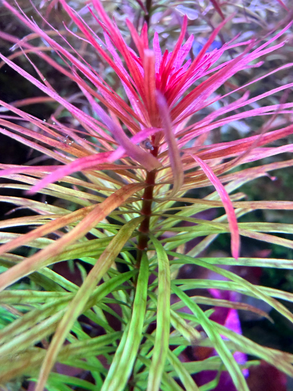 RARE Ludwigia Pantanal – Live Aquarium Plant (3 Stems)