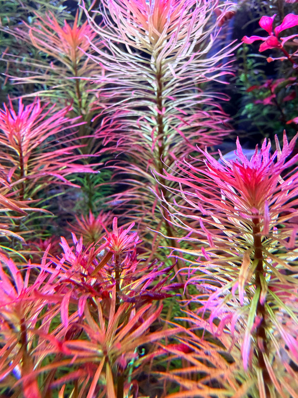 RARE Ludwigia Pantanal – Live Aquarium Plant (3 Stems)