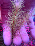 Rotala wallichii “Red”- Live Freshwater ( 4 stem pack)