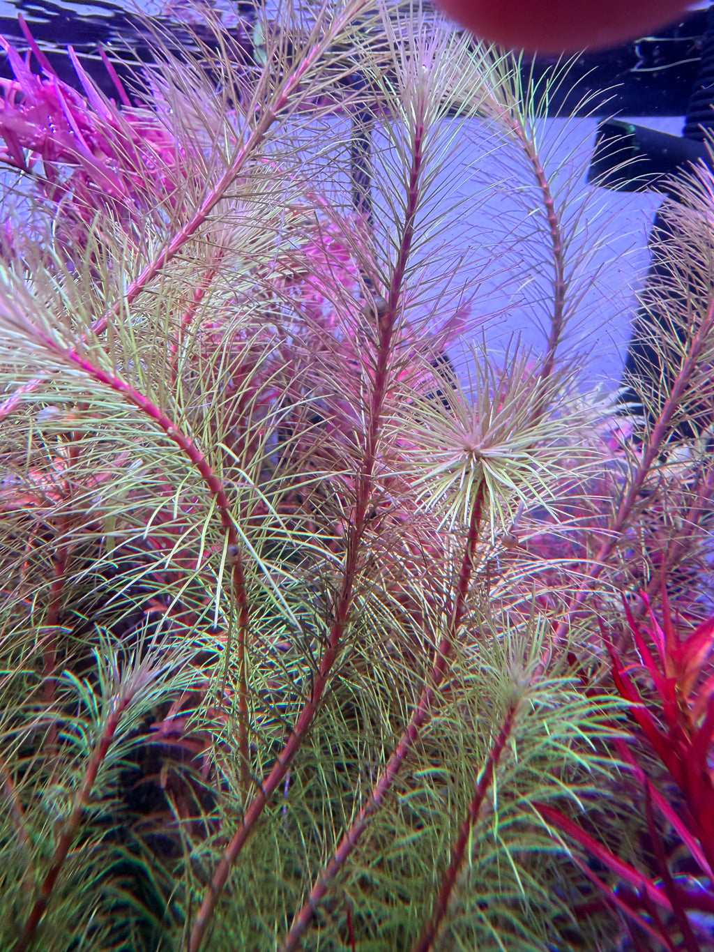 Rotala wallichii “Red”- Live Freshwater ( 4 stem pack)