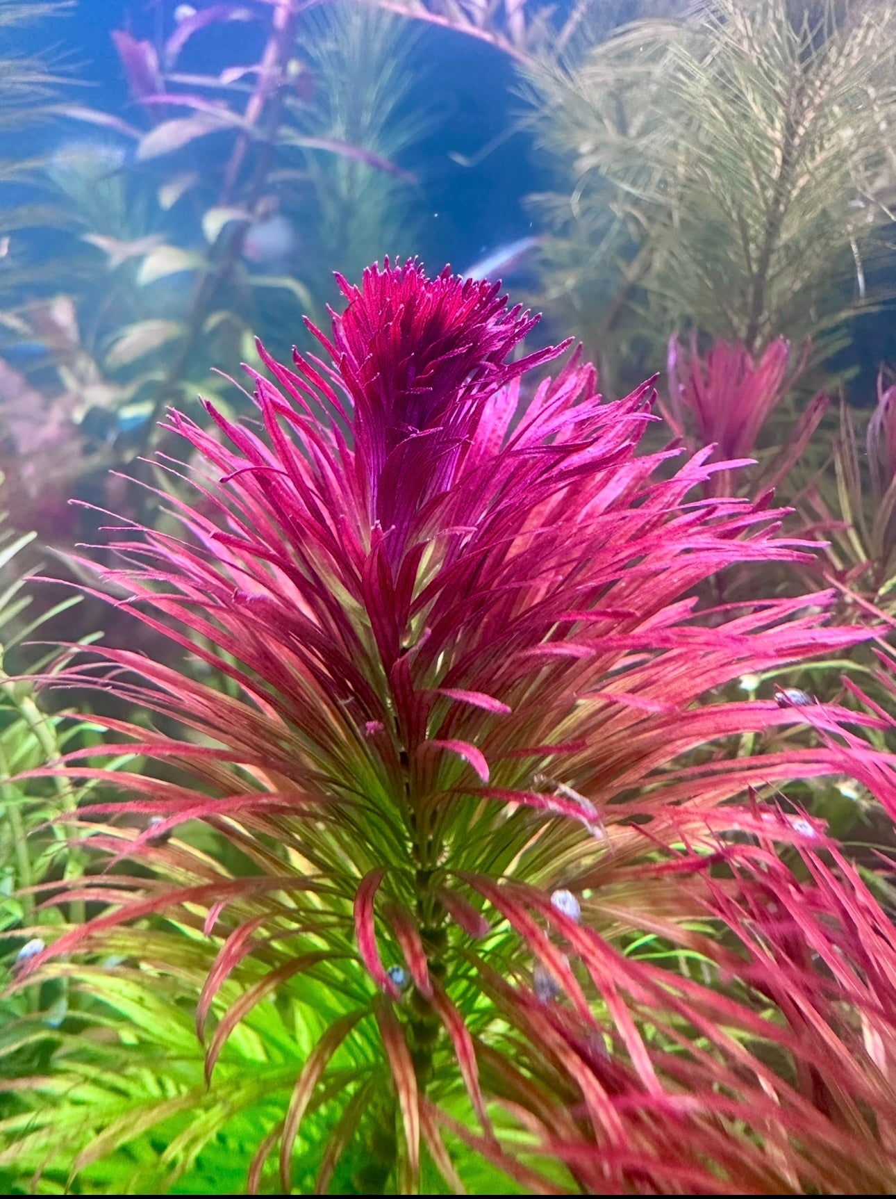RARE Ludwigia Pantanal – Live Aquarium Plant (3 Stems)