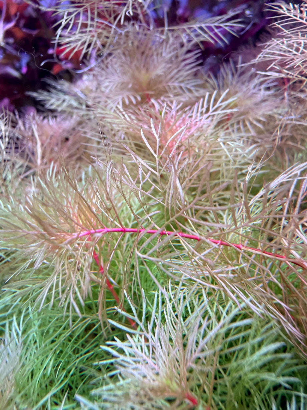 Myriophyllum mattogrossense 'Golden' rare 4 freshwater stems