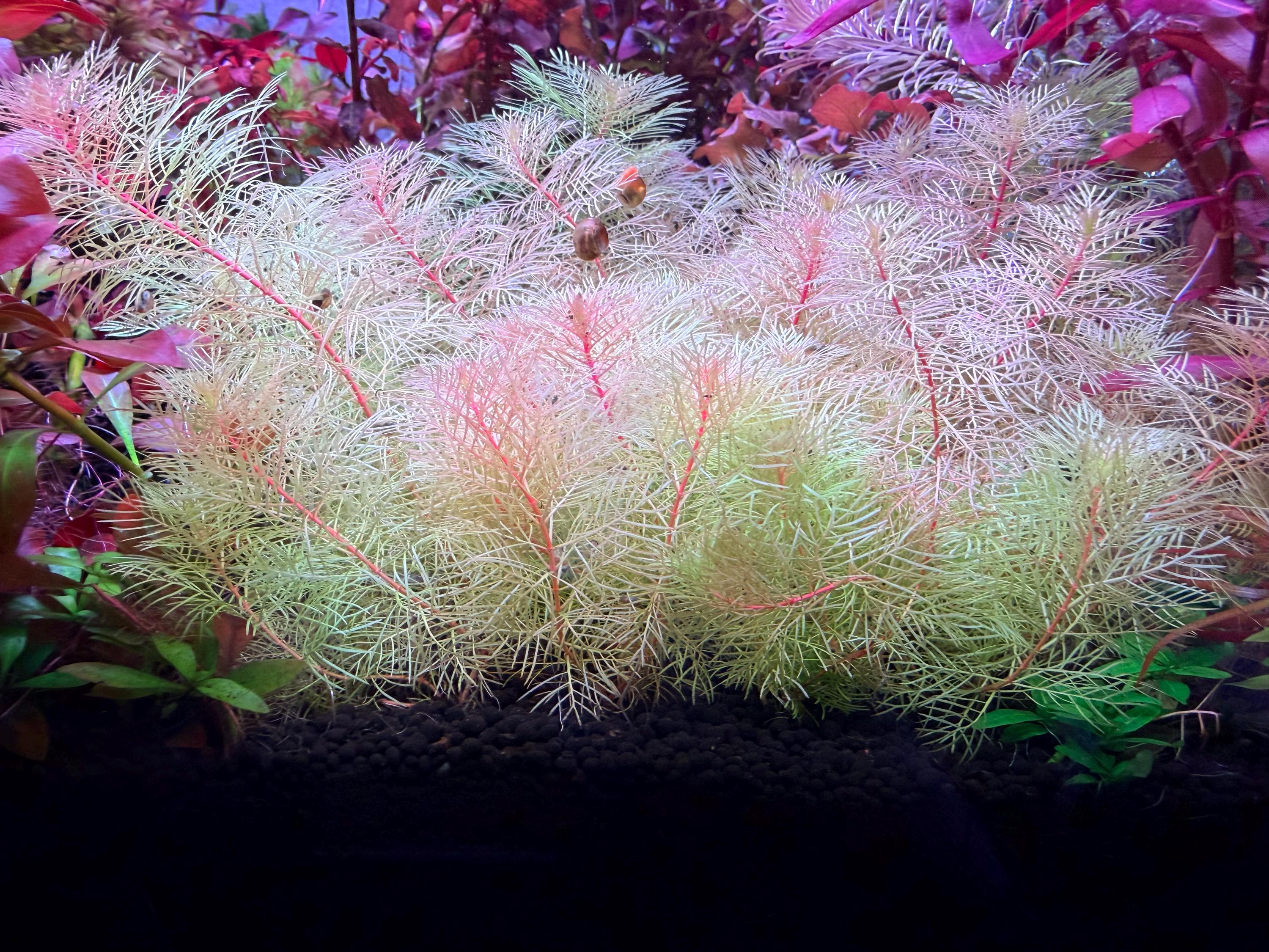 Myriophyllum mattogrossense 'Golden' rare 4 freshwater stems