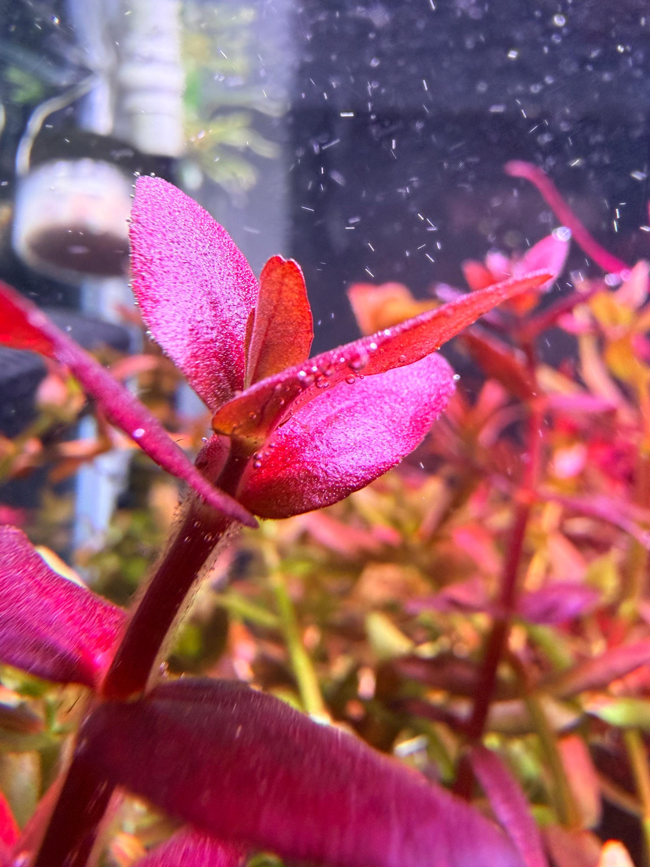 Bacopa Salzmannii Purple SV rare (SV-Singapore Varient) 4 stem pack