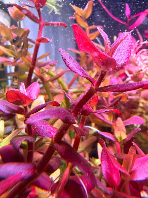 Bacopa Salzmannii Purple SV rare (SV-Singapore Varient) 4 stem pack