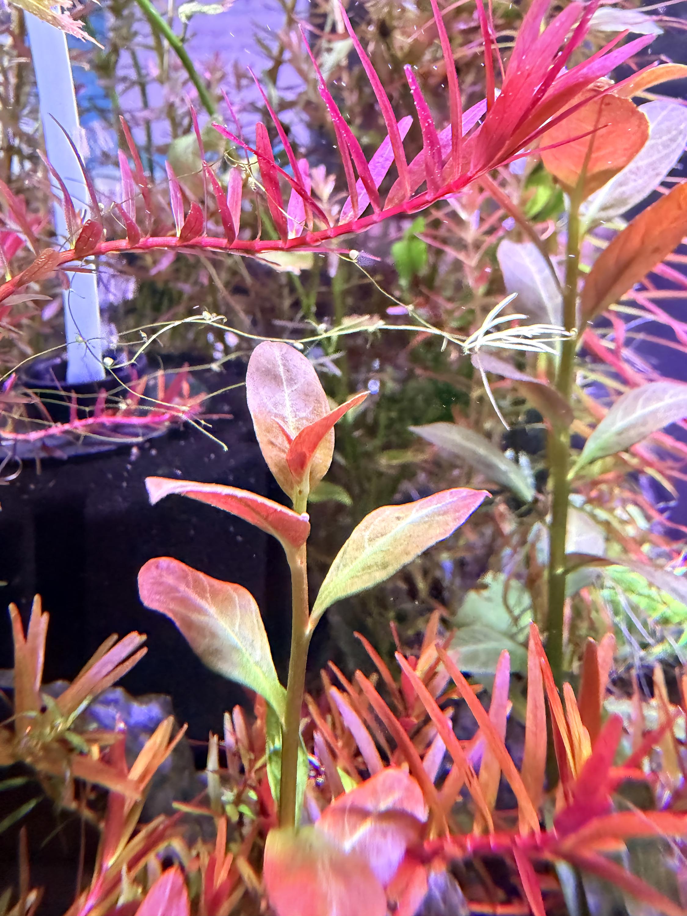 Ludwigia ‘Lancelota’