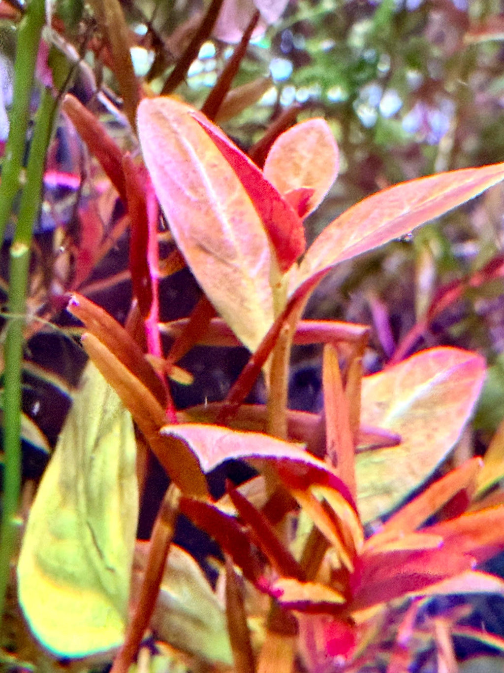 Ludwigia ‘Lancelota’