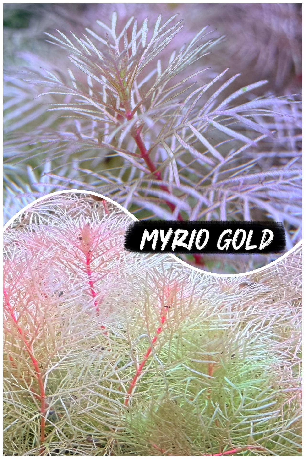 Myriophyllum mattogrossense 'Golden' rare 4 freshwater stems