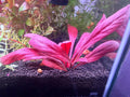 Samolus Parviflorus Red